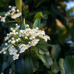 Pyracantha bush with white flowers. Firethorn in bloom in summer