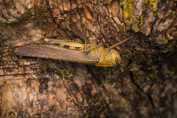 The Egyptian locust / Anacridium aegyptium