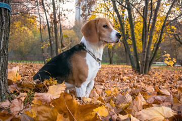 A smart beagle puppy on a walk in the city Park. Tricolor Beagle puppy is watching a peaceful autumn landscape.