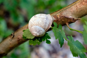 Helix pomatia also Roman snail or burgundy snail is a large air-breathing land snail.