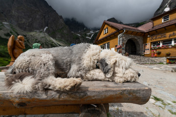Dog in the mountains