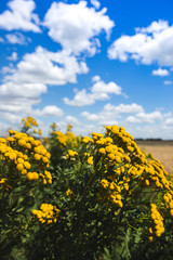 Tanacetum vulgare against the bright blue sky