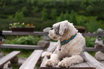 Dog in the mountains