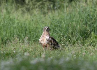 The male The western marsh harrier (Circus aeruginosus) sits on the ground among thick grass. Close-up and detailed photos