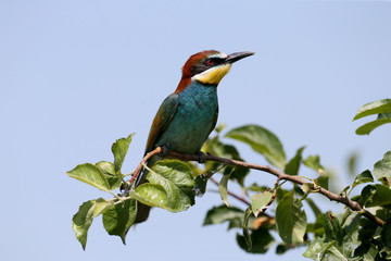 European bee-eaters shot on a blurred color background