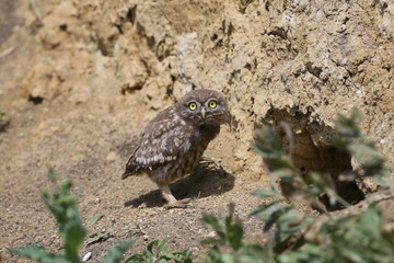 The little owl chicks are photographed in different funny situations after leaving the nest. They study the world around them with curiosity.