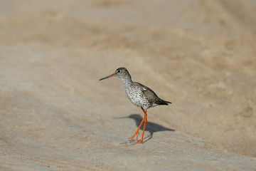 Close-up and detailed photo of the common redshank or simply redshank (Tringa totanus) stands on the ground and looks at the photographer. Bright colors and breeding plumage details