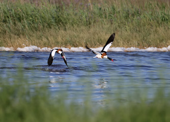 A variety of pictures of common shelduck (Tadorna tadorna) during the mating season. Photos of these birds in flight and on the ground. Bright colors and interesting camera angles