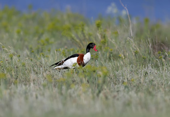 A variety of pictures of common shelduck (Tadorna tadorna) during the mating season. Photos of these birds in flight and on the ground. Bright colors and interesting camera angles