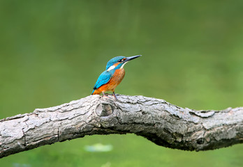 A bright kingfisher sits on a thick branch above green water.