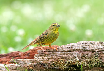 yellowhammer (Emberiza citrinella) close-up shot at different branches and logs from close range. Bright colors and detailed photos