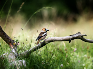 A male hawfinch (Coccothraustes coccothraustes) sits on a thick branch against a background of blurred grass. Unusual angle and full-color photo