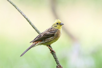 yellowhammer (Emberiza citrinella) close-up shot at different branches and logs from close range. Bright colors and detailed photos