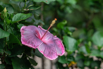 Fototapeta na wymiar Beautiful colorful Hibiscus flower in a garden.Close up Caribbean Hibiscus flower.