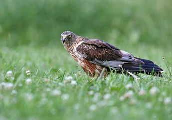 The male The western marsh harrier (Circus aeruginosus) sits on the ground among thick grass. Close-up and detailed photos
