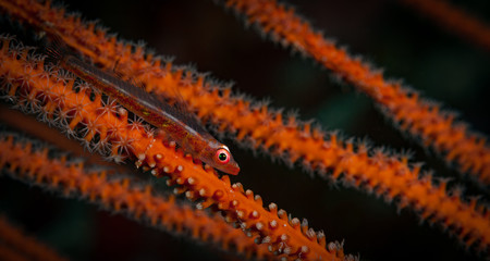 Whip coral goby on a sea whip in the Maldives