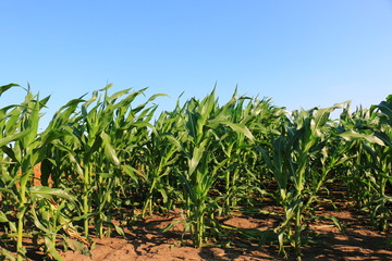 Green field with young corn