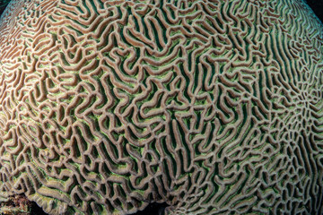 The patterns of brain coral (diplora strigosa) on the reef in Bonaire, Netherlands Antilles