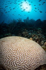 Brain coral (diplora strigosa) on the reef in Bonaire, Netherlands Antilles