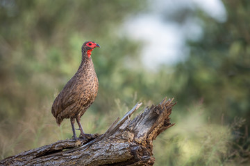 Swainson's Spurfowl perched on a log in Kruger National park, South Africa ; Specie Pternistis swainsonii family of Phasianidae