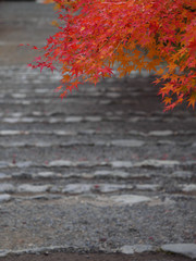 京都　二尊院の紅葉