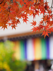 京都　二尊院の紅葉