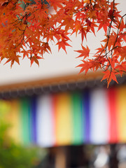 京都　二尊院の紅葉