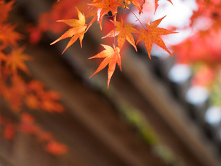 京都　二尊院の紅葉