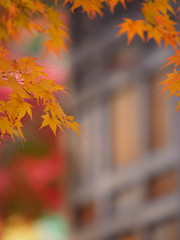 京都　二尊院の紅葉