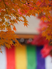 京都　二尊院の紅葉