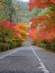 京都　二尊院の紅葉