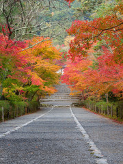 Fototapeta na wymiar 京都　二尊院の紅葉