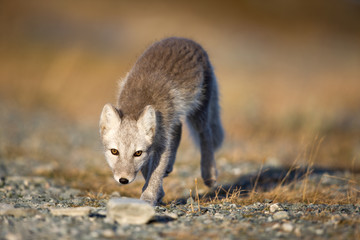 Ein freigestellter junger Polarfuchs schleicht sich an