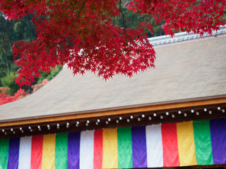 京都　二尊院の紅葉