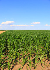 Green field with young corn