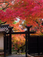 京都　二尊院の紅葉