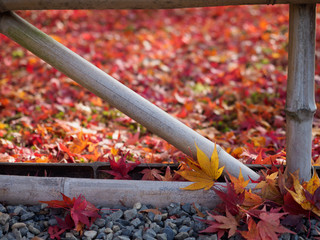 京都　二尊院の紅葉