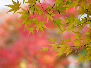 京都　二尊院の紅葉