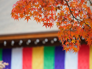 京都　二尊院の紅葉