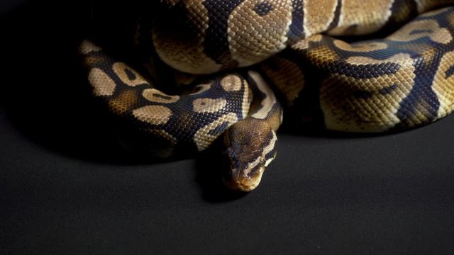 Footage of royal python on black table