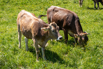 Fototapeta premium Bavarian Alps / Cows