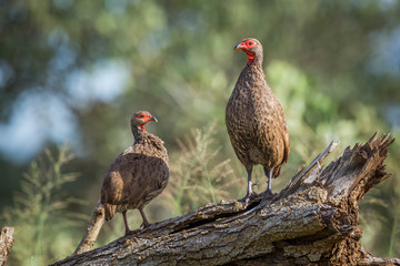 Couple of Swainson's Spurfowl perched on log in Kruger National park, South Africa ; Specie Pternistis swainsonii family of Phasianidae