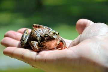 European common brown frog or common frog (Rana temporaria) or moor frog (Rana arvalis) sitting on the human hand. Brown Rana temporaria held by a male hand. Human open palm with a frog on it