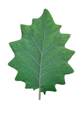 Shape of green leaf on white background.