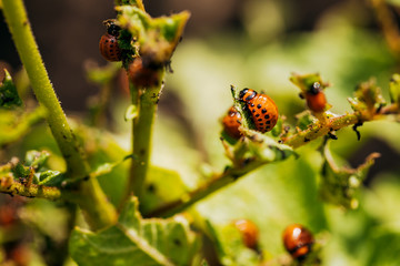 Larvae of Colorado potato beetle on potato leaves.