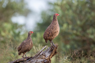Couple of Swainson's Spurfowl perched on log in Kruger National park, South Africa ; Specie Pternistis swainsonii family of Phasianidae