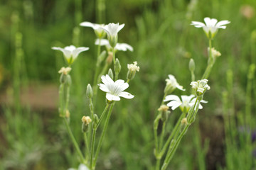 Selective focus. Small white wildflowers on a green blurred background.