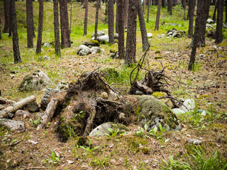 Obraz premium Dry dead snag in forest in summer