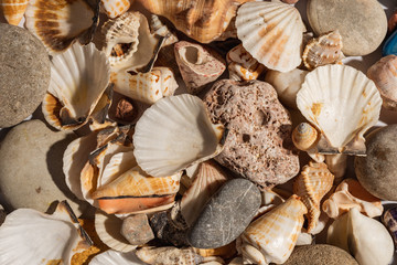 Still life - shells, stones