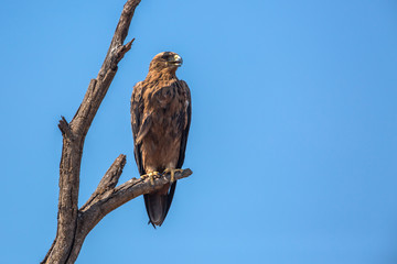 Wahlberg's Eagle isolated in blue sky in Kruger National park, South Africa ; Specie Hieraaetus wahlbergi family of Accipitridae